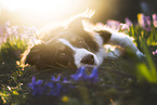 Miniature Australian Shepherd