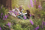 young woman with 2 Miniature Australian Shepherds