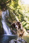 Miniature Australian Shepherd