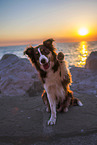 Miniature Australian Shepherd