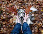 Miniature Australian Shepherd