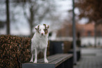 Miniature Australian Shepherd