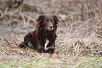 Miniature Australian Shepherd