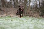 Miniature Australian Shepherd