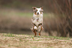 Miniature Australian Shepherd