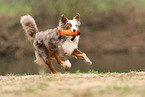 Miniature Australian Shepherd