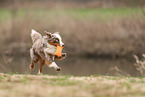 Miniature Australian Shepherd