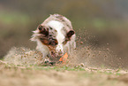 Miniature Australian Shepherd