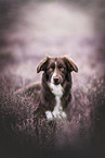 Miniature Australian Shepherd