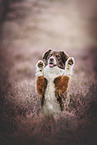 Miniature Australian Shepherd