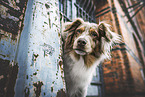 Miniature Australian Shepherd