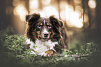 Miniature Australian Shepherd