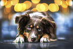 Miniature Australian Shepherd