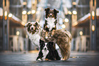 Miniature Australian Shepherd