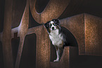 female Miniature Australian Shepherd