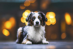 female Miniature Australian Shepherd