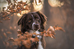 female Miniature Australian Shepherd