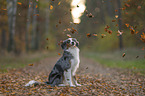 Miniature Australian Shepherd