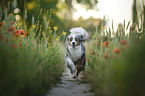 Miniature Australian Shepherd