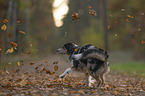 female Miniature Australian Shepherd