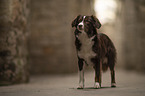 female Miniature Australian Shepherd