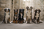 Miniature Australian Shepherds