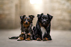 Miniature Australian Shepherds