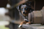 female Miniature Australian Shepherd