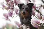 female Miniature Australian Shepherd