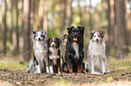 Miniature Australian Shepherds