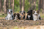 Miniature Australian Shepherds