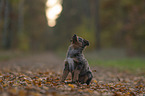 Miniature Australian Shepherd Puppy