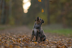 Miniature Australian Shepherd Puppy