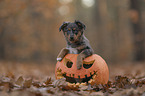 Miniature Australian Shepherd Puppy