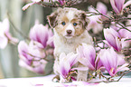 Miniature Australian Shepherd Puppy