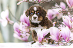 Miniature Australian Shepherd Puppy