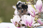 Miniature Australian Shepherd Puppy