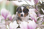 Miniature Australian Shepherd Puppy