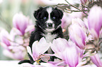 Miniature Australian Shepherd Puppy