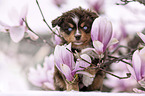 Miniature Australian Shepherd Puppy