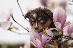 Miniature Australian Shepherd Puppy