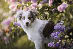 Miniature Australian Shepherd