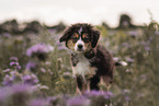 Miniature Australian Shepherd Puppy