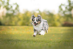 Miniature Australian Shepherd