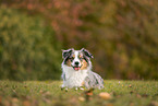 Miniature Australian Shepherd