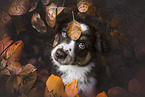 Miniature Australian Shepherd