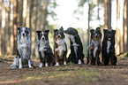 Miniature Australian Shepherds