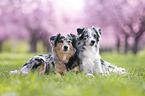 Miniature Australian Shepherds