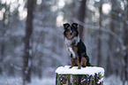 Miniature Australian Shepherd