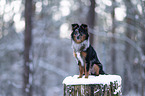 Miniature Australian Shepherd